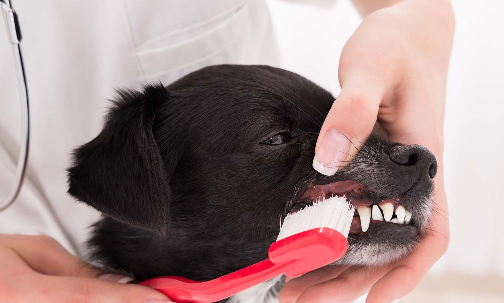 Чистка зубов собакам отзывы. Чистка зубов собаке ультразвуком.