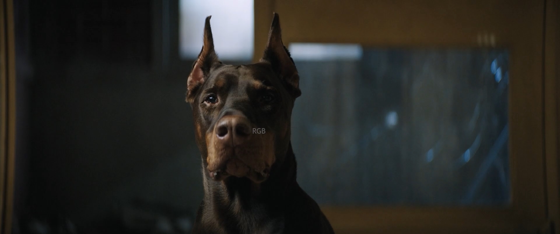 Dogman.2023.1080p.WEB.UA-RGB.mkv_snapshot_00.17.00.000.jpg