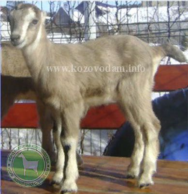 Козочка LF24000275P Бор.jpg