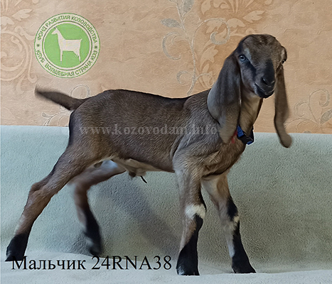 Козлик NM24001080D 2 Нелина.JPG