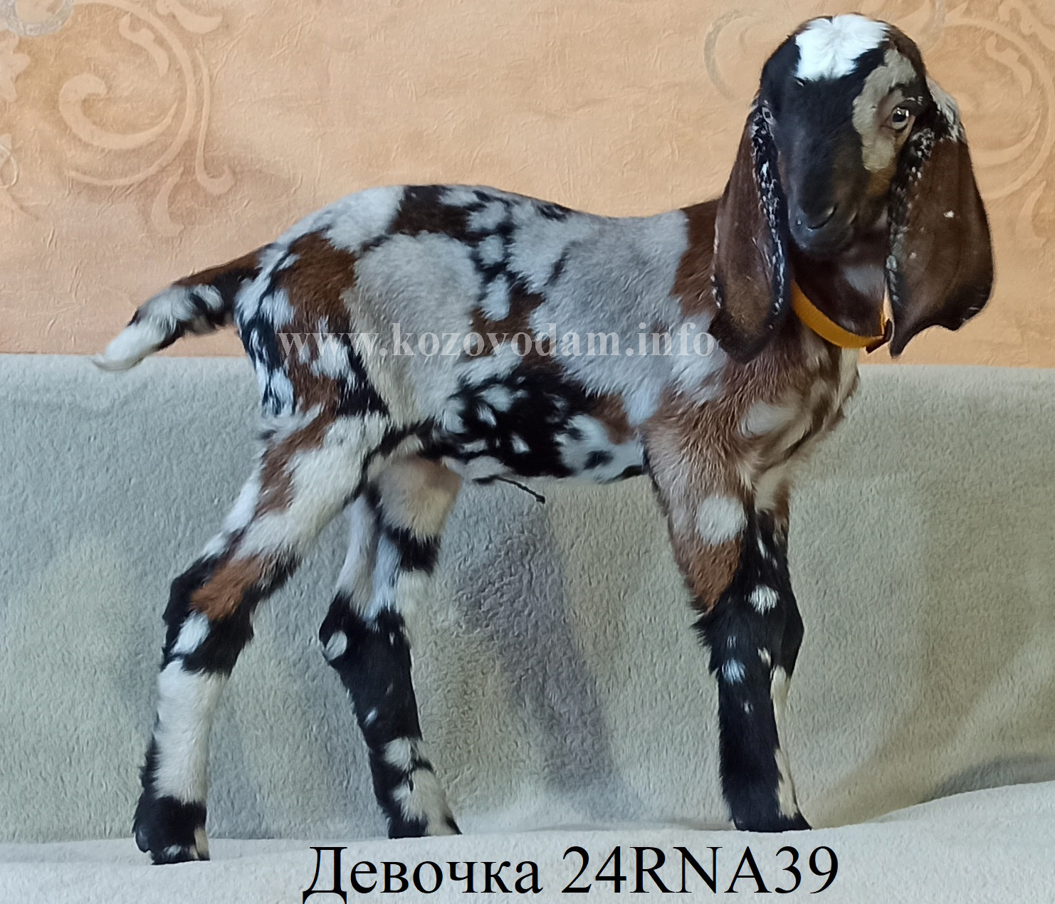 Козочка NF24001084D 1 Нелина.jpg