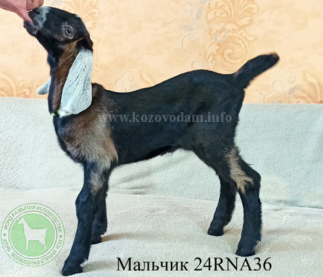 Козлик NM24001085D 2 Нелина.JPG