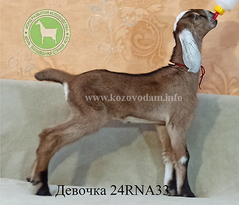 Козочка NF24001086D 1 Нелина.jpg