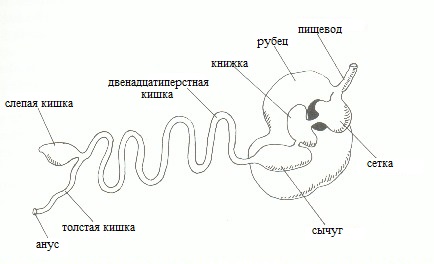 схема пищеварения.jpg