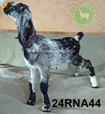 Козлик NM24001106D 2 Нелина.jpg