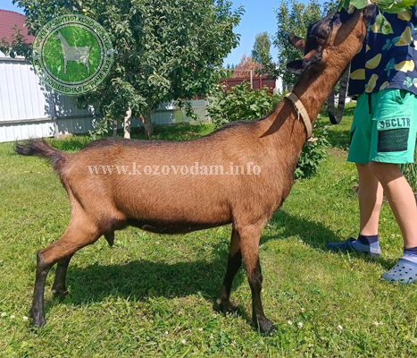 Сонара 3 Марина Первова.jpg
