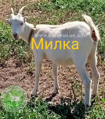 Милка  ЛПХ Дегтяревой Анны.jpg