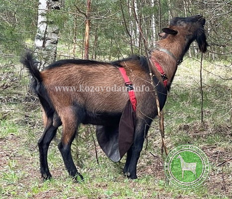 Хирви 3 ЛПХ Смирновских.jpg