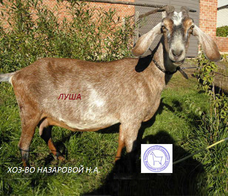 Луша 2 Наталия51.jpg