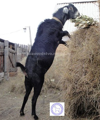 Гром 2 Крапива Жгучая.jpg