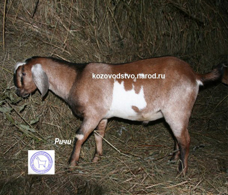 Ричи 2 Ирина.jpg