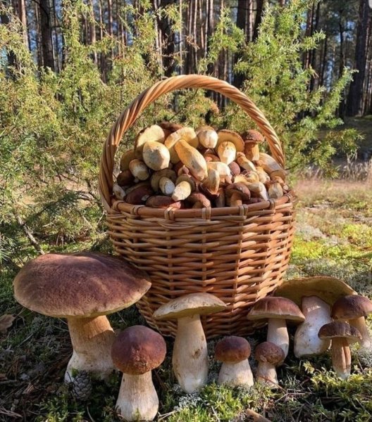 https://i4.imageban.ru/out/2025/09/07/40ae108f0863190652740dd640187e80.jpeg