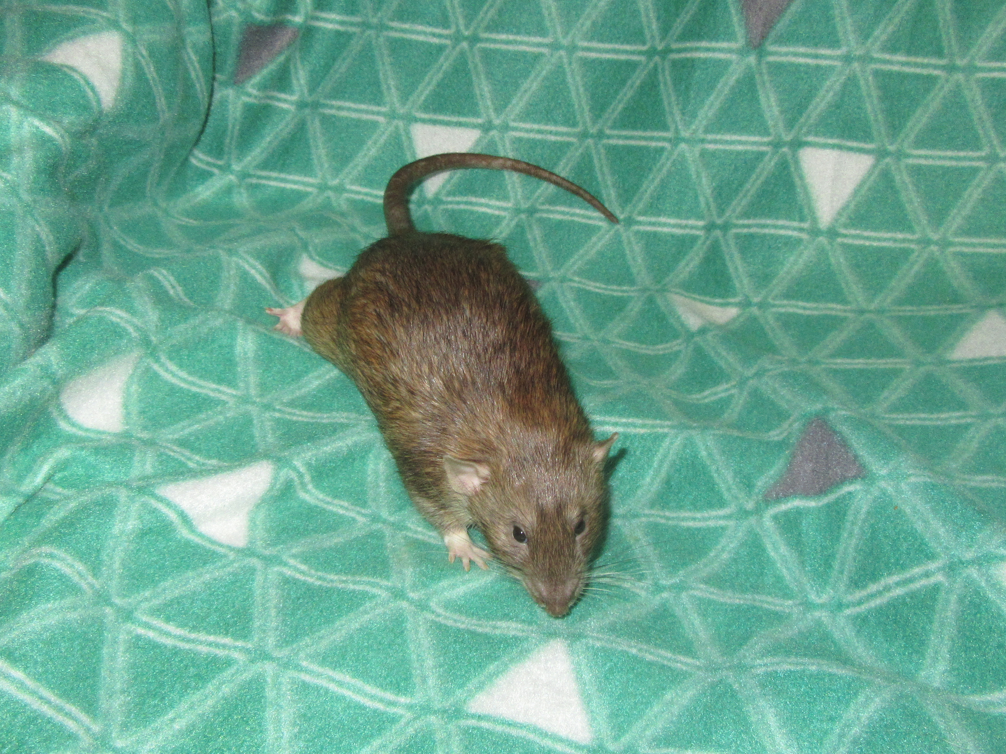 J4 Жорик 03.jpg