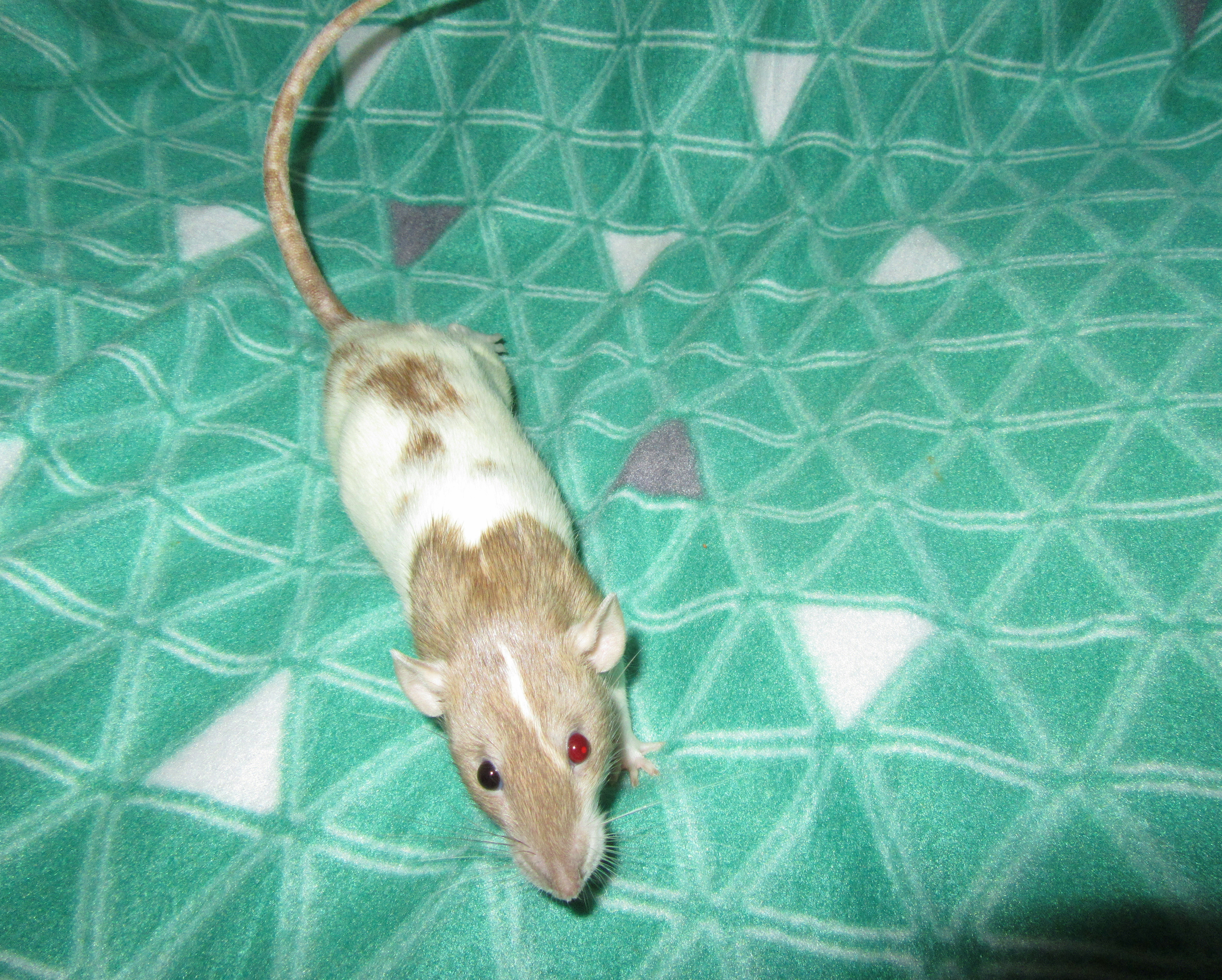 J4 Йолочка 02.jpg