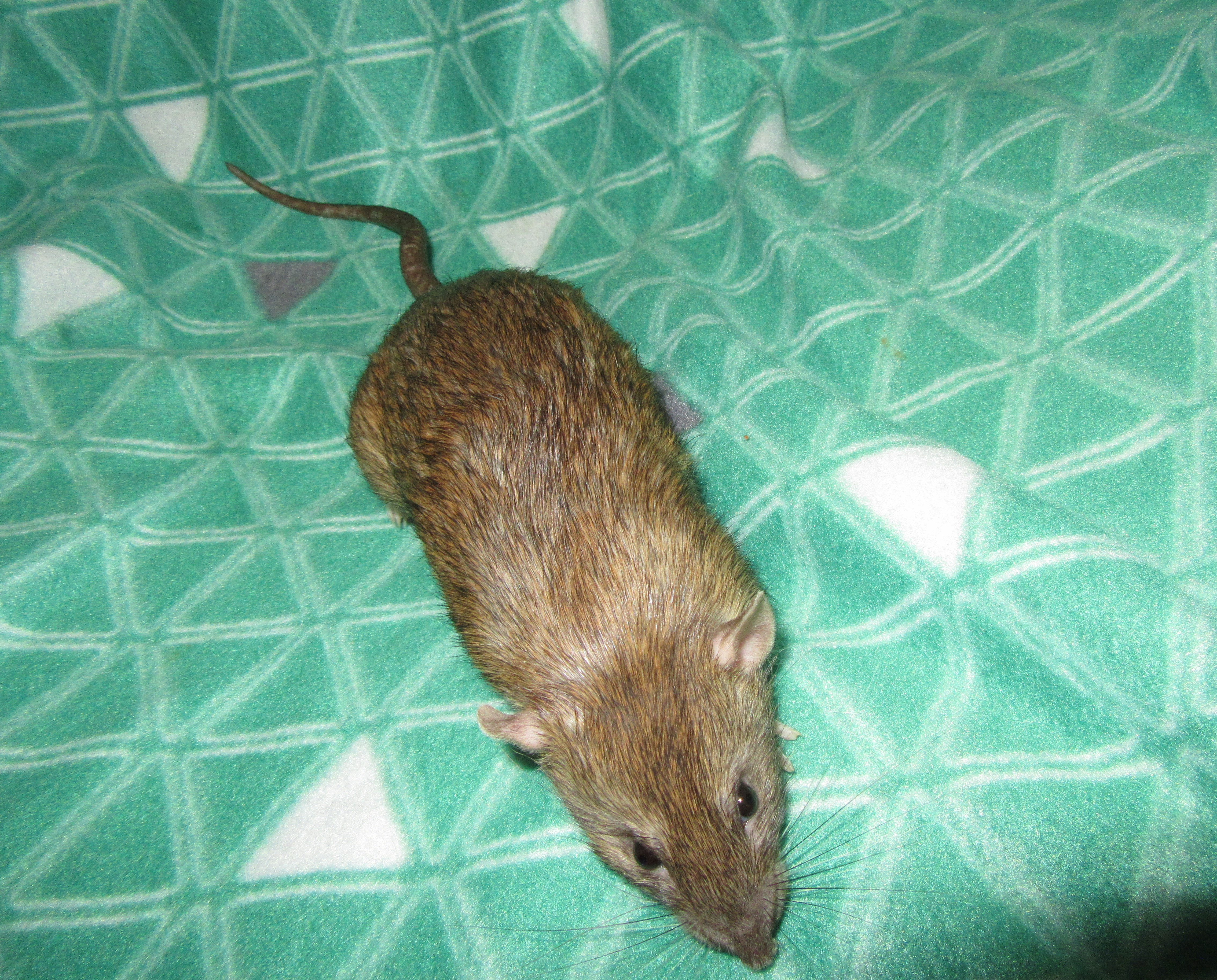 J4 Жорик 02.jpg