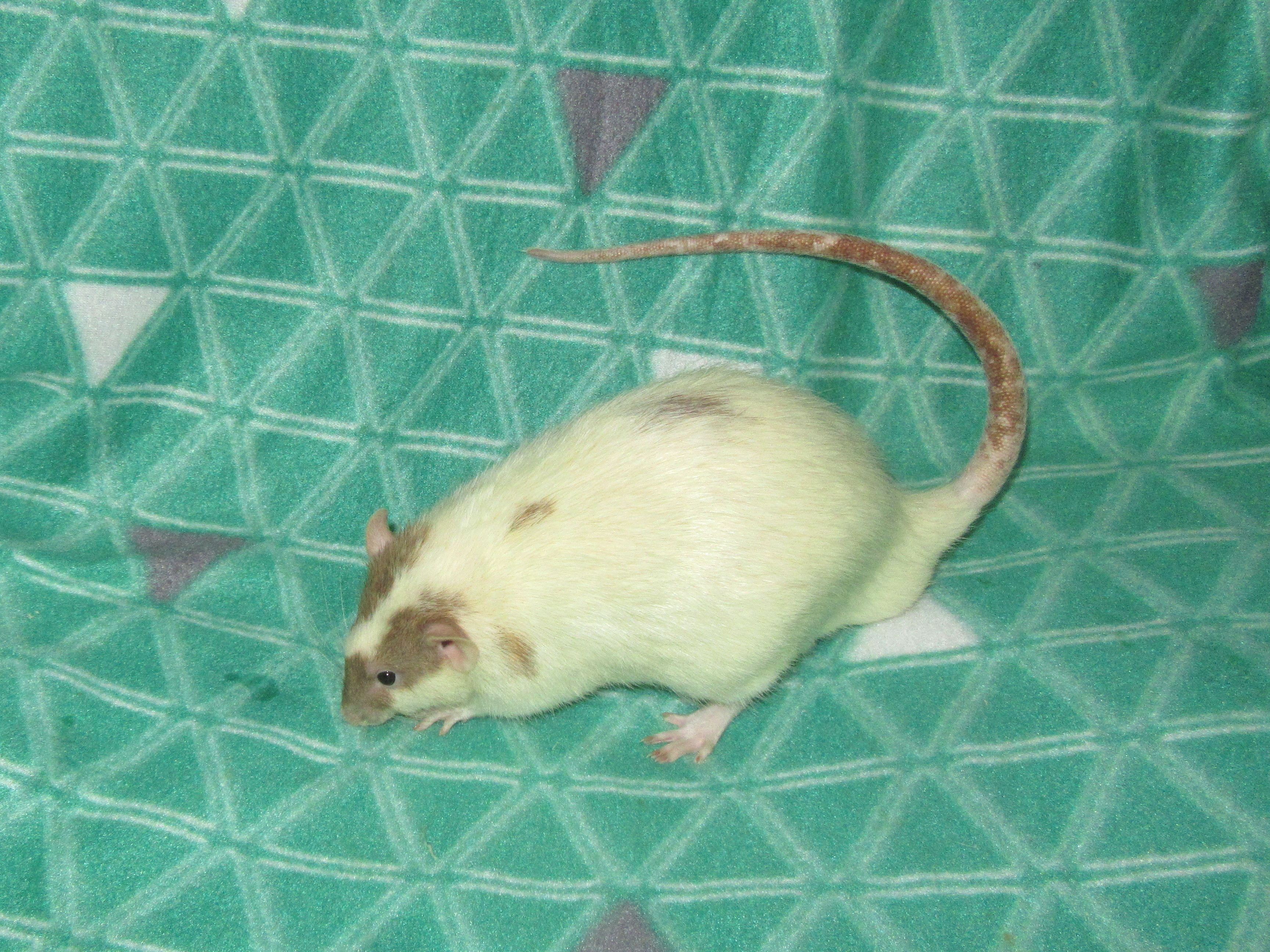 K4 Киану 02.jpg