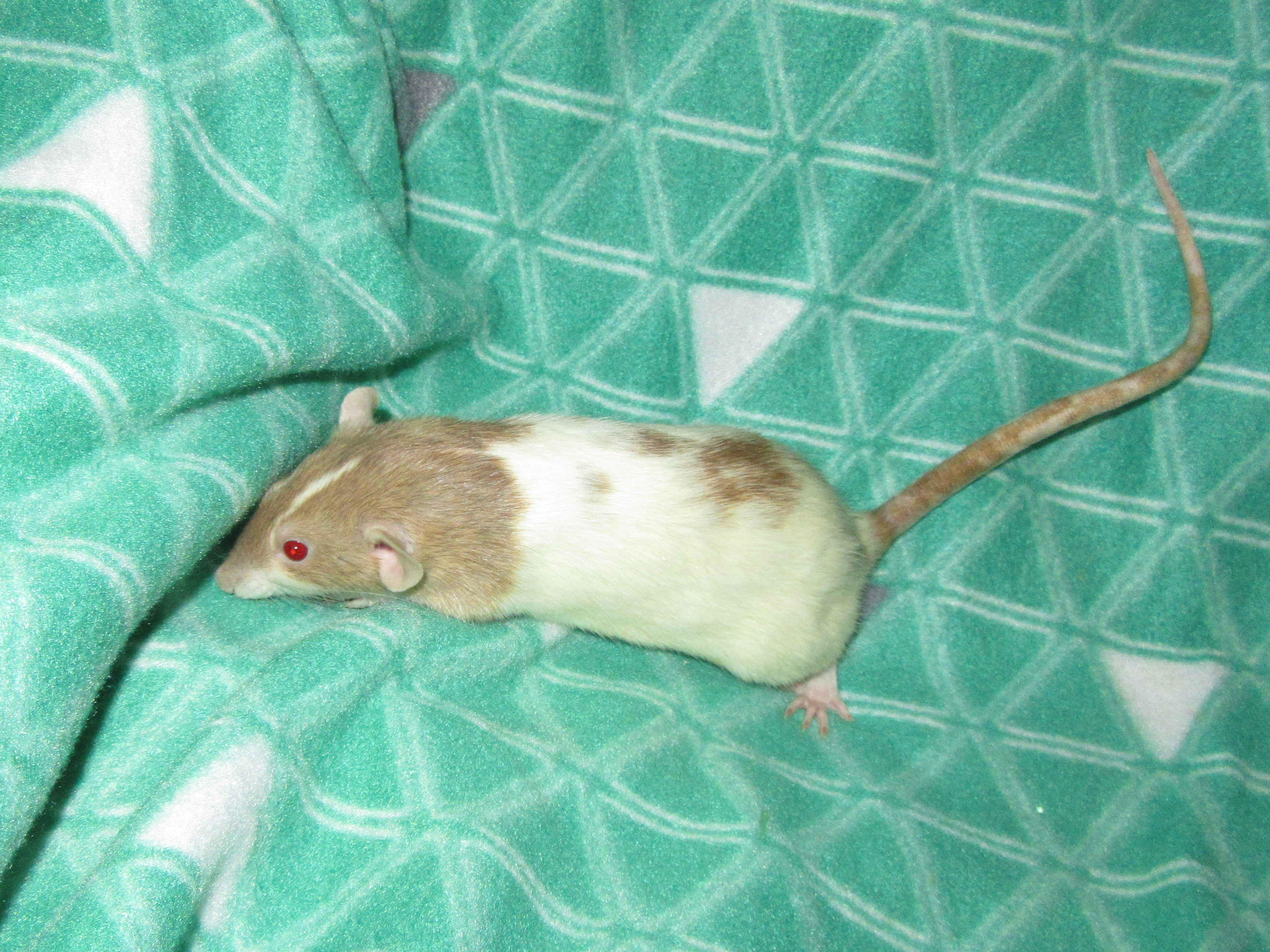 J4 Йолочка 04.jpg