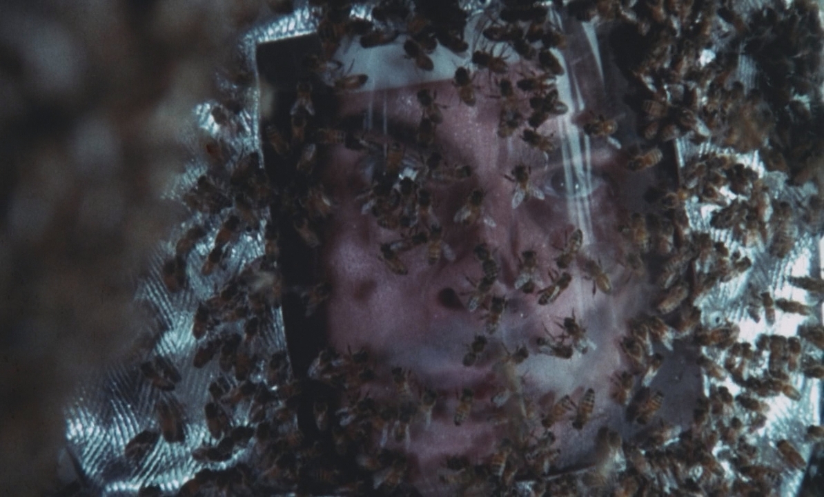 Дикие пчёлы.1976.BDRip 720p msltel.mkv_snapshot_01.06.48.652.jpg