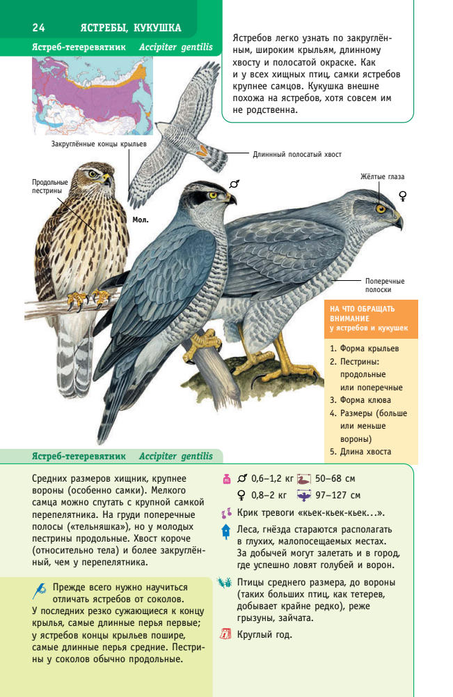 Мосалов А.А. - Птицы России (Лучший определитель) - 2021_pic25.jpg