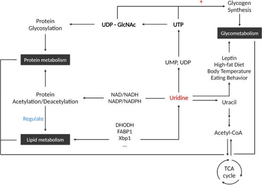 Схема метаболизма уридина