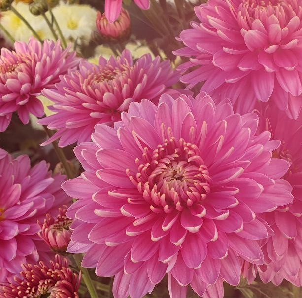 ХР.М-18 Хризантема мультифлора Маргаритка Р7