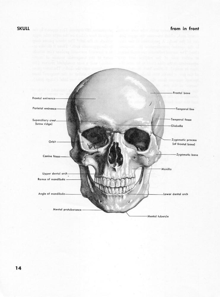 Stephen Rogers Peck - Atlas of Human Anatomy for the Artist - 1982_pic30.jpg