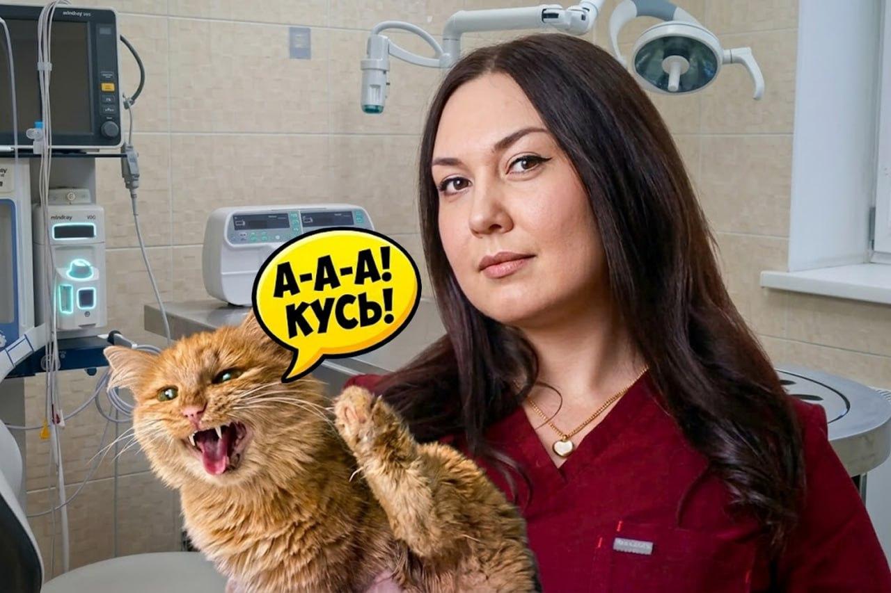 Ветеринарный стоматолог о болезнях зубов у питомцев и ошибках владельцев