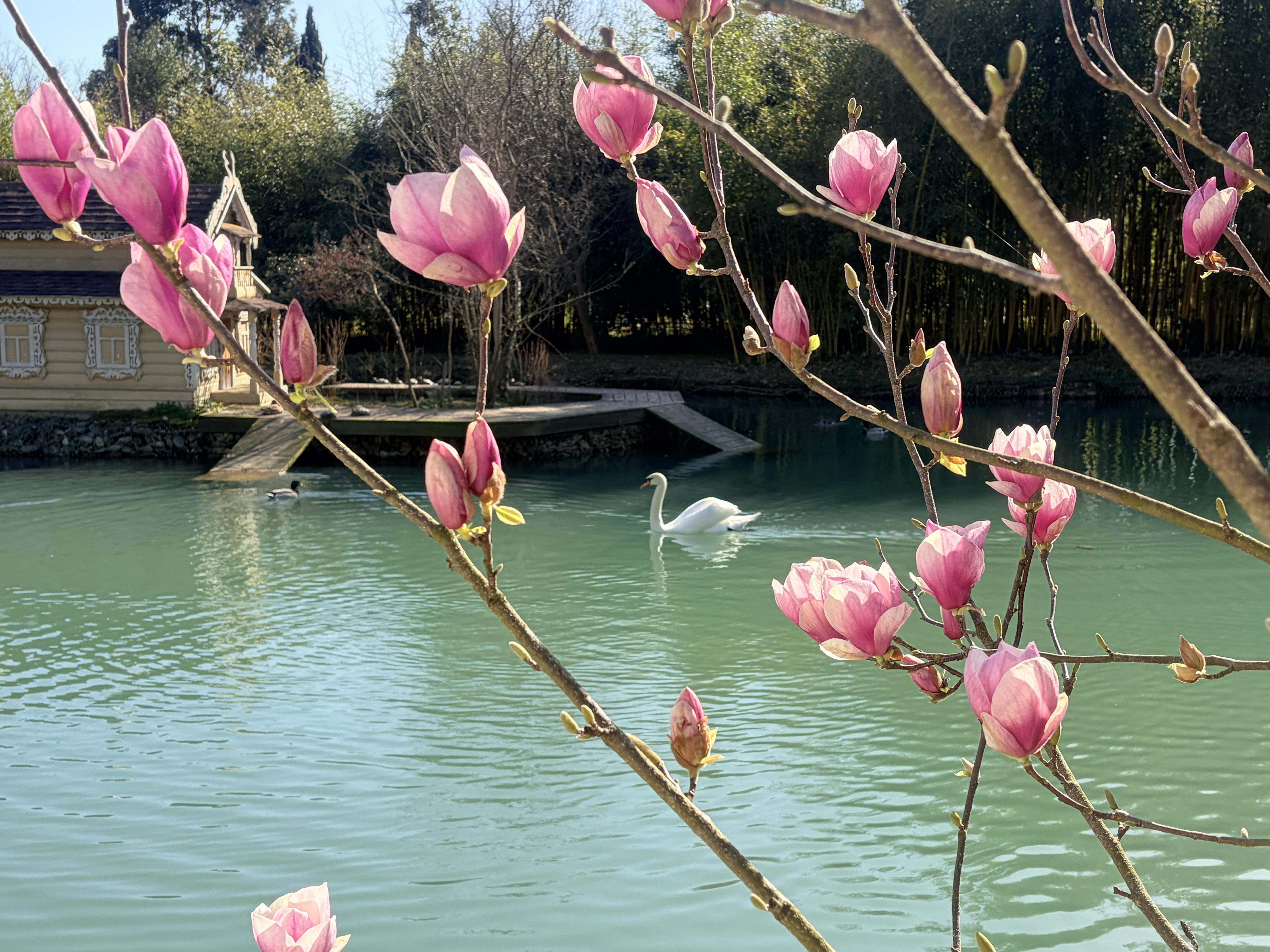 Весеннее цветение магнолий привлекает туристов в парк «Южные культуры» в Сочи