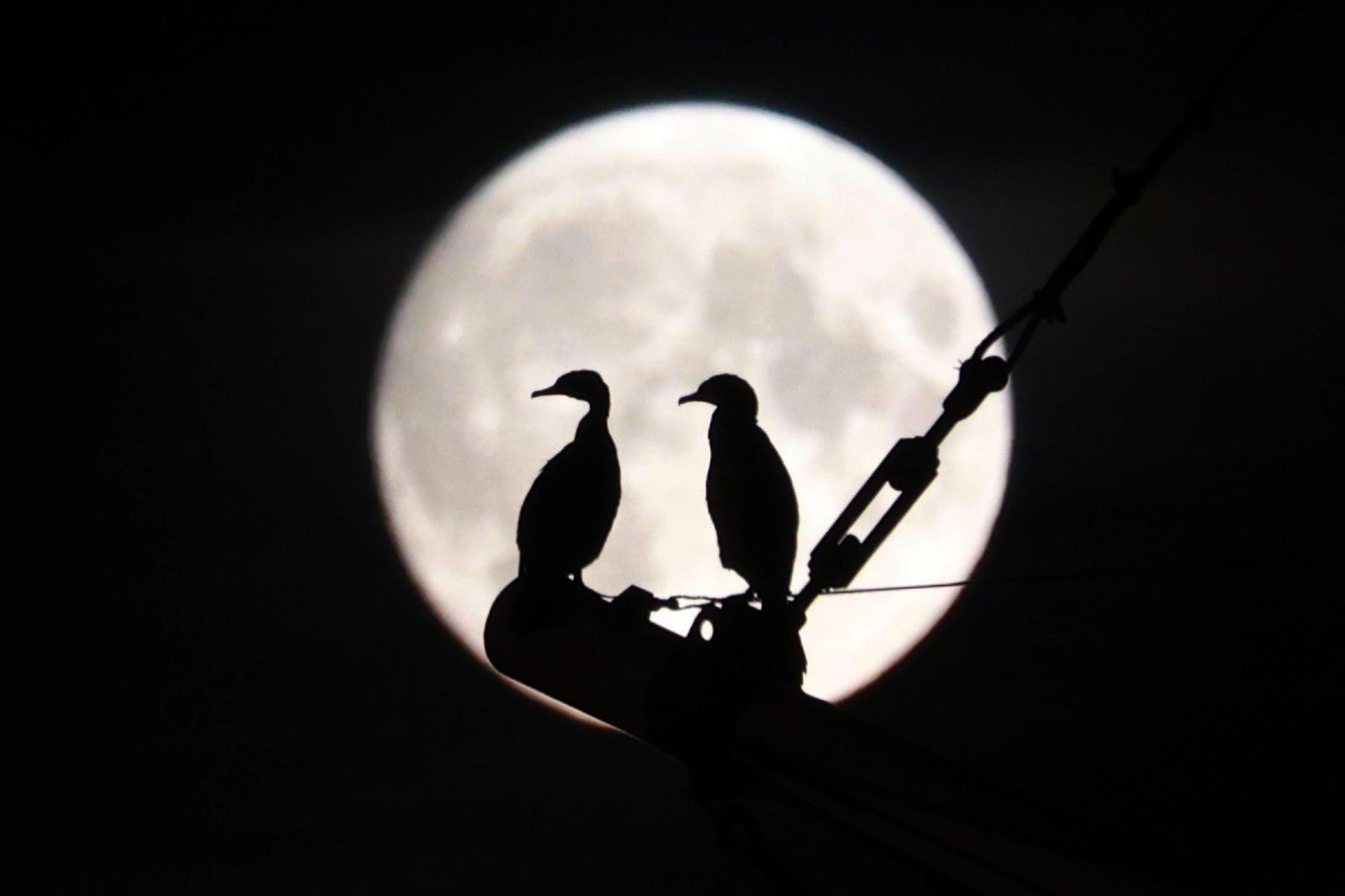 Каждый второй пермяк верит в предсказателей — данные ВЦИОМ