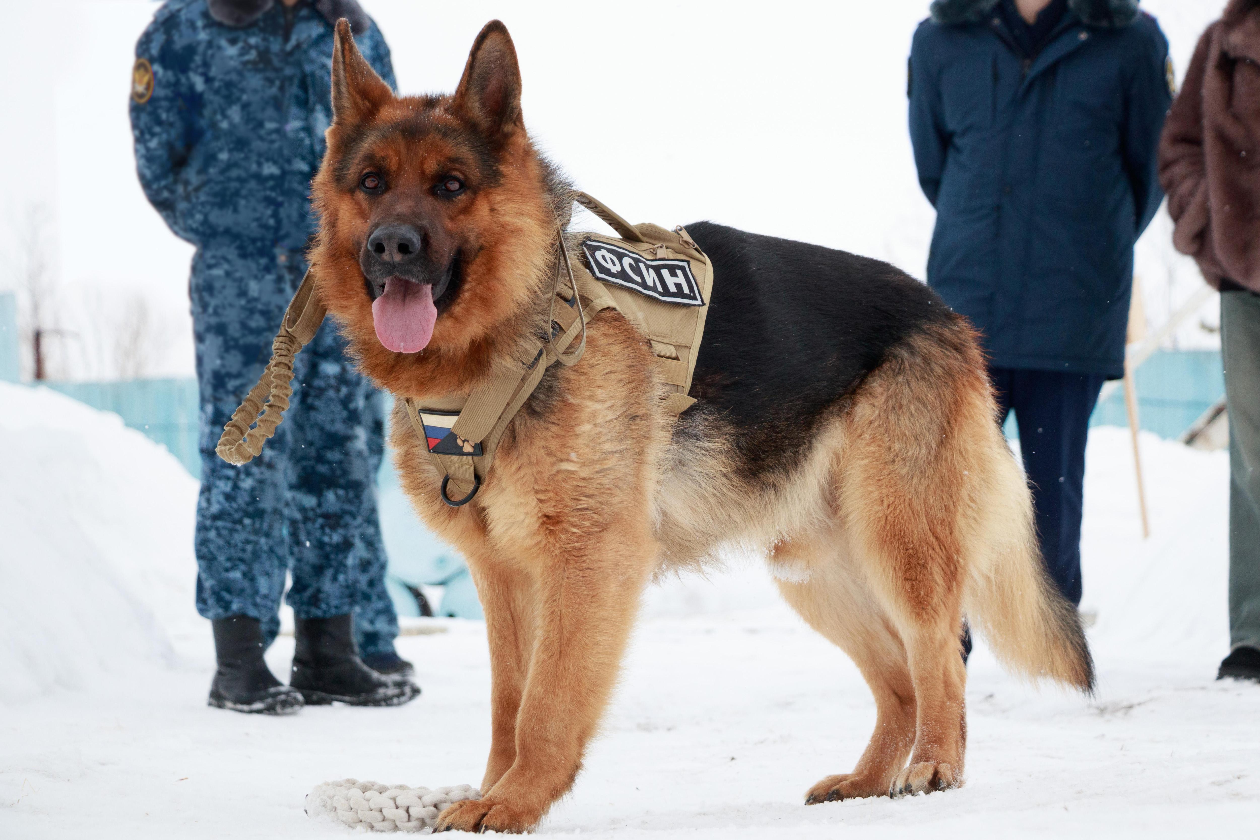 Как в Перми готовят служебных собак для работы в колониях