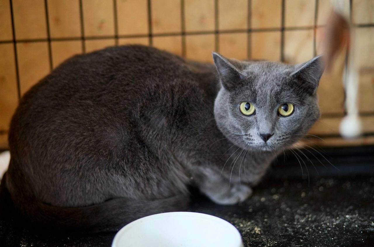 В Перми ищут хозяев для кота со стальным окрасом, спасенного с территории завода