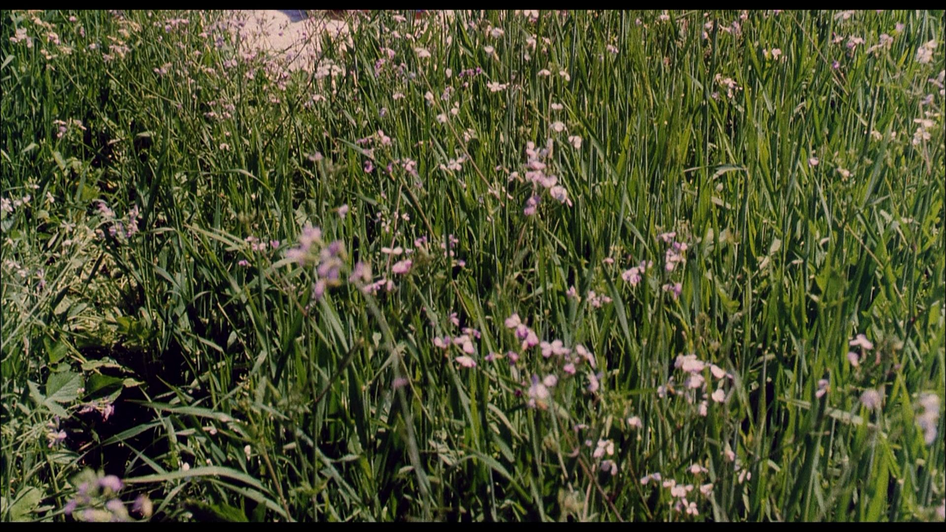 The.Guardian.1990.Koch.Media.BDRemux.1080p.mkv_20260419_100608.876.png