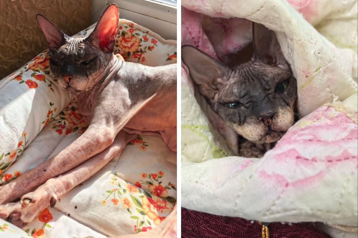 В Перми ищут дом для старой кошки-сфинкса Бони, отказавшейся от хозяев 7 раз