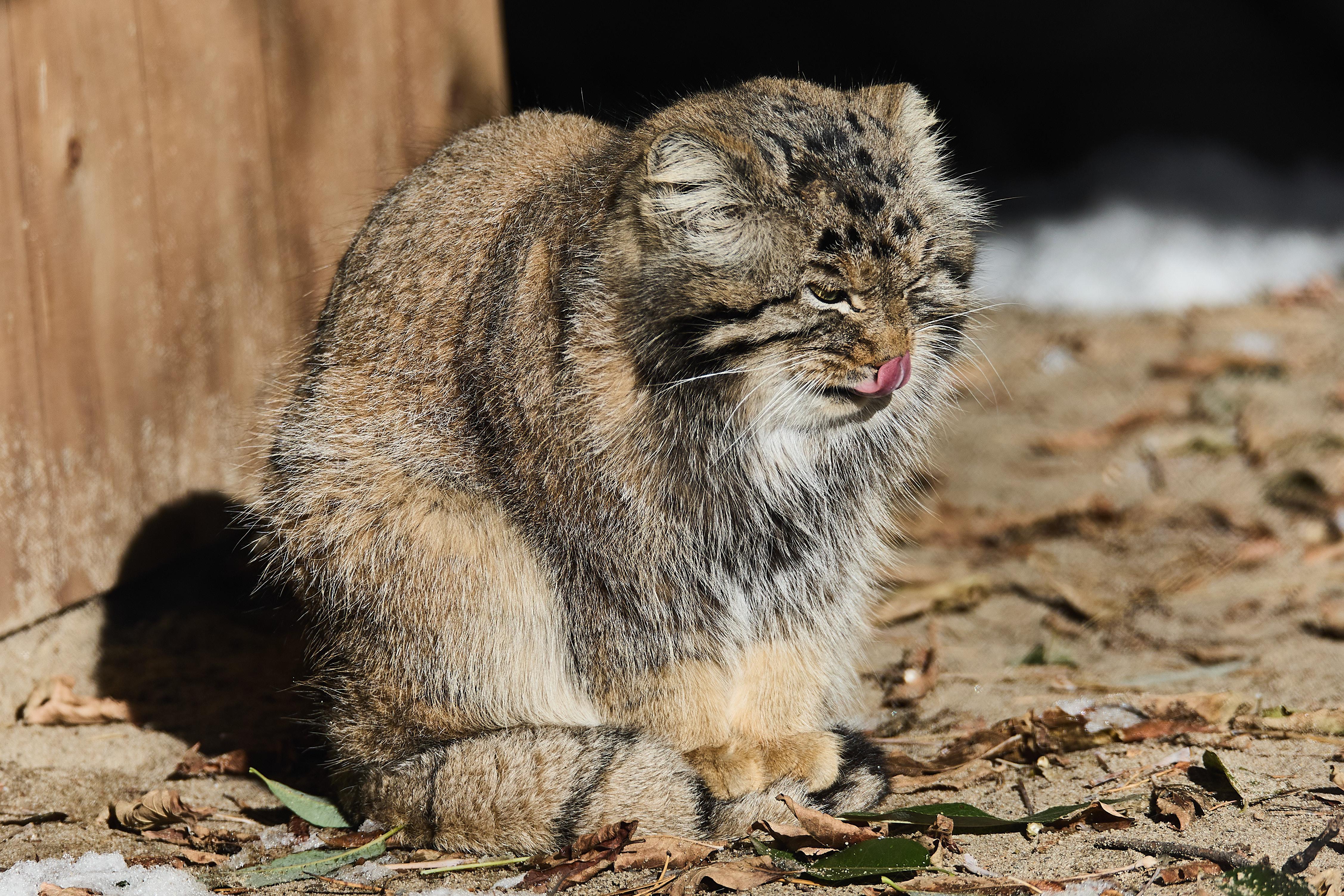 День манула: как пушистые дикие коты завоевали сердца россиян