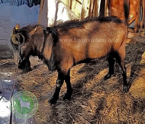 Финик 2 Kva goats.jpg