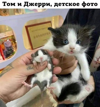https://i4.imageban.ru/out/2026/05/17/09784ffb34c76d72c9f80646b68ab153.jpg