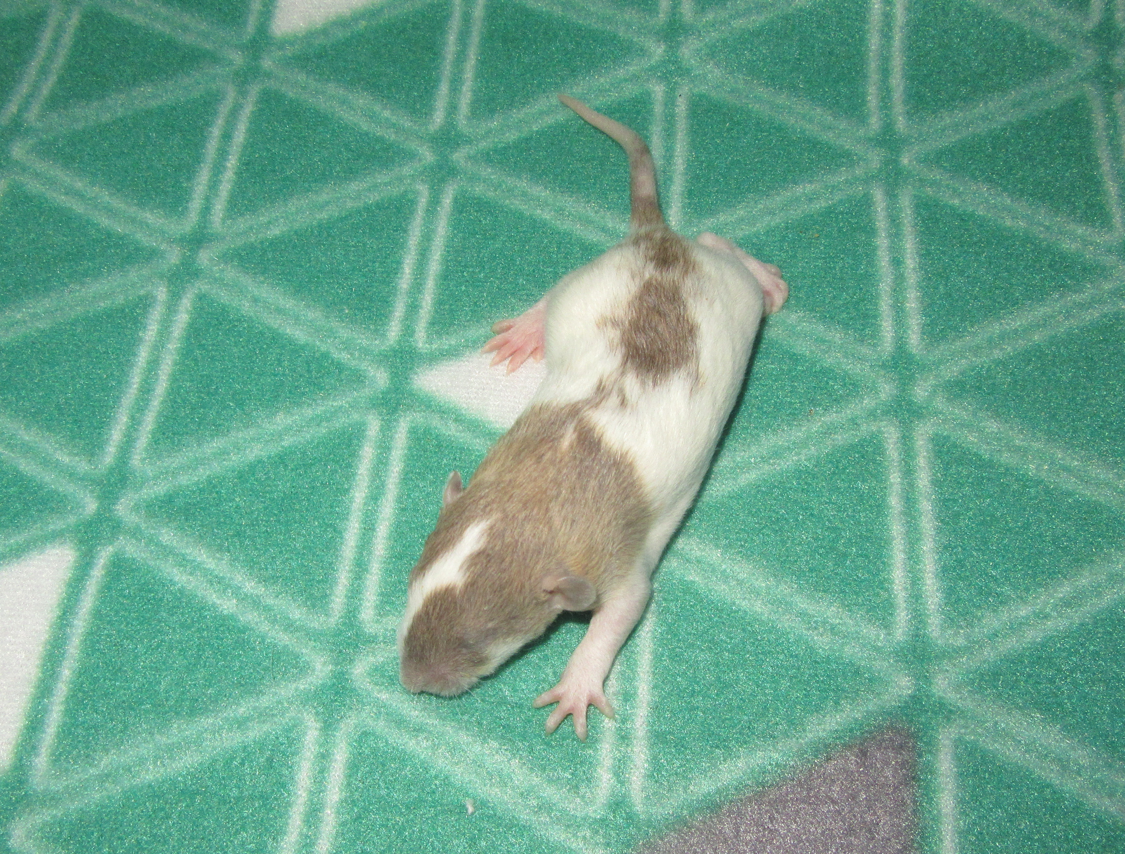 O4 M4 22.jpg