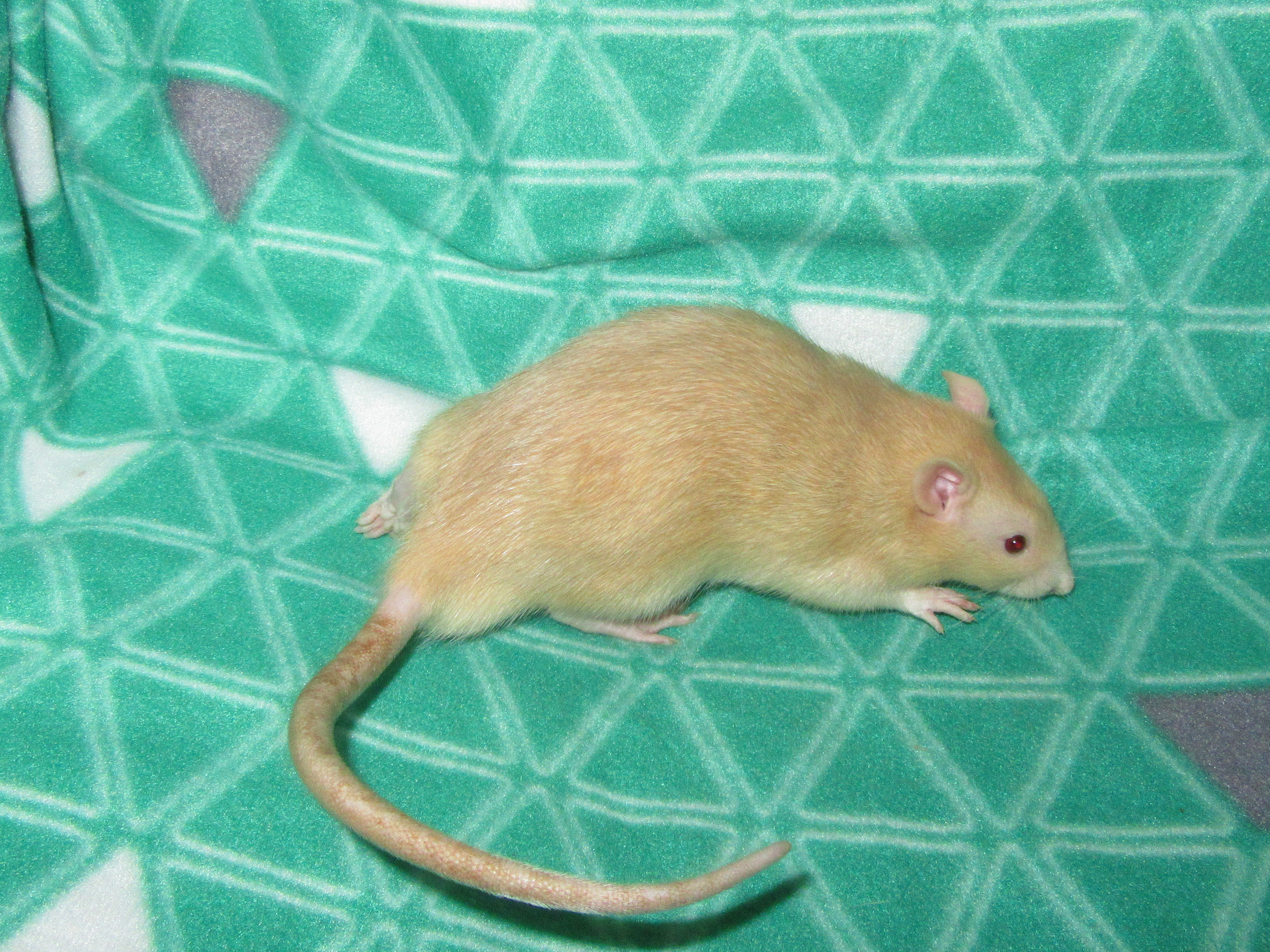 Марик 01.jpg