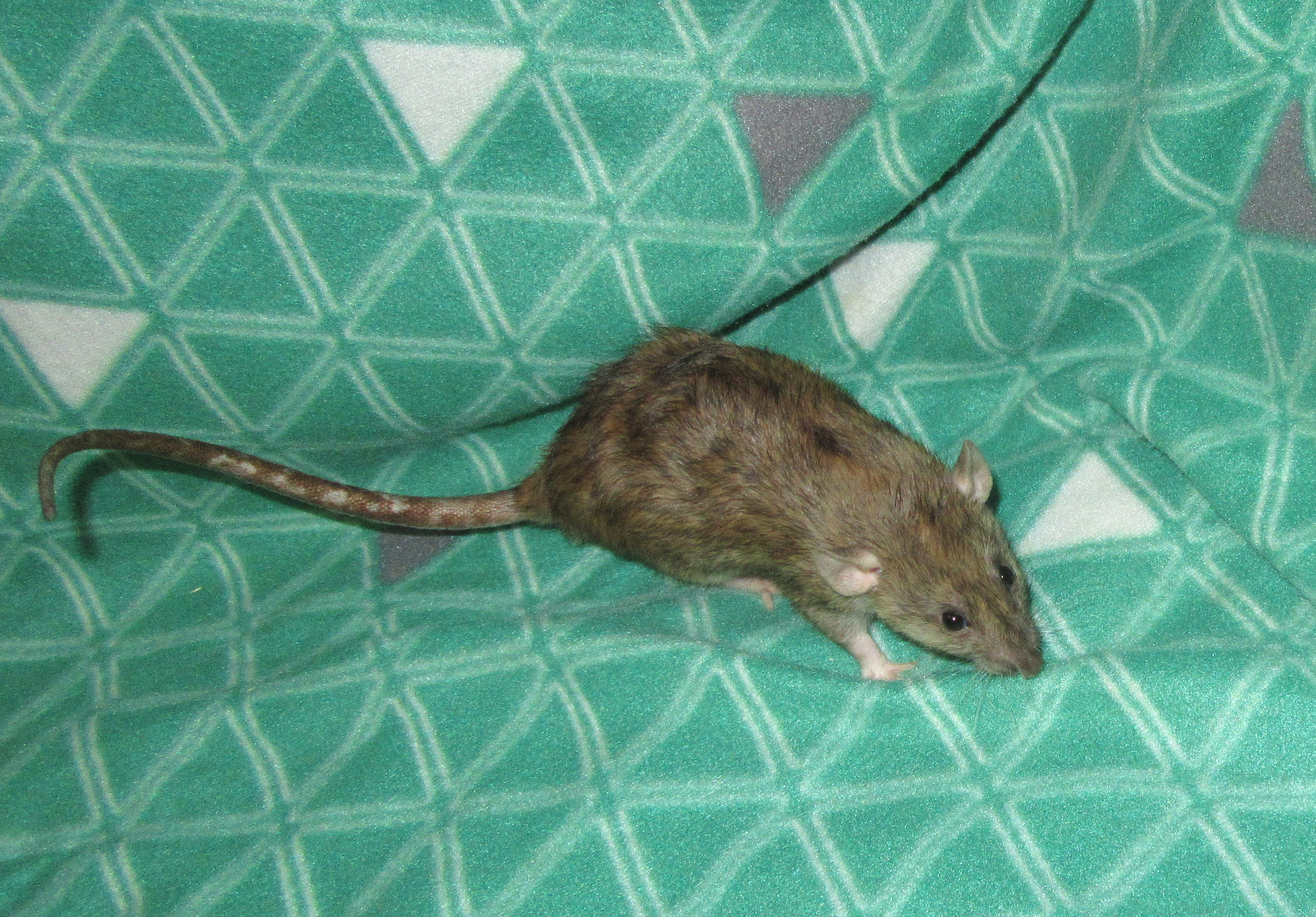 Нигелла 22.jpg