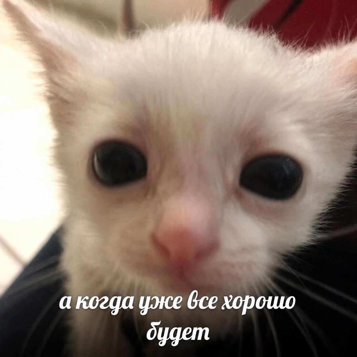 ZZ.jpg
