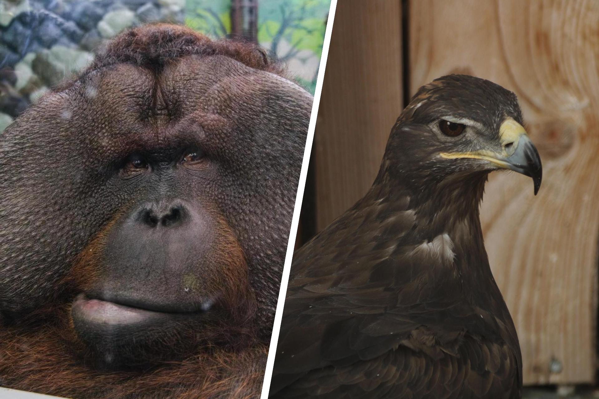 Редкие животные Пермского зоопарка: кто они и как живут?