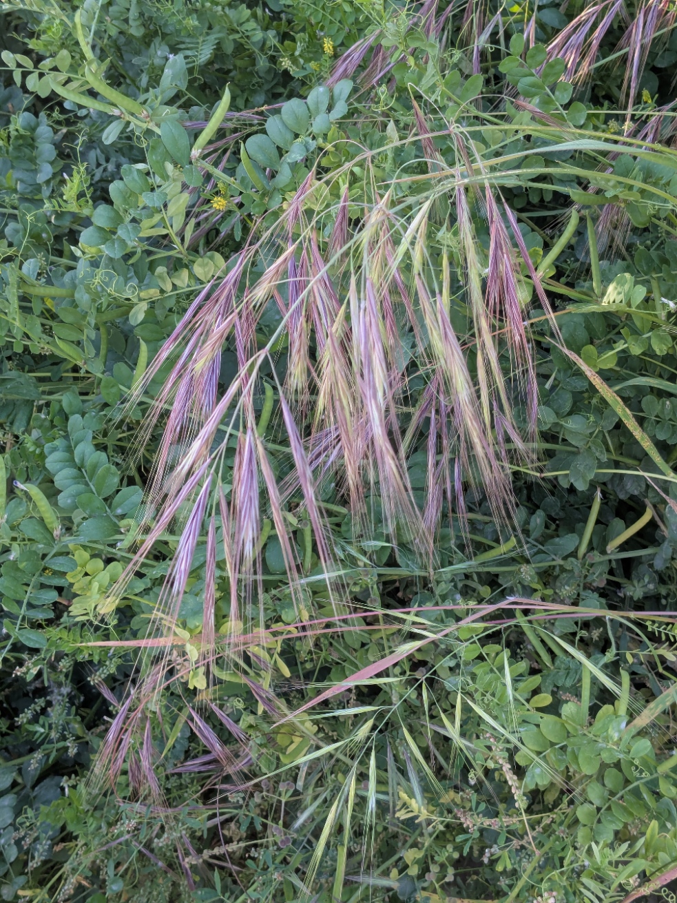 Bromus diandrus_20260429_044456049.MP.jpg