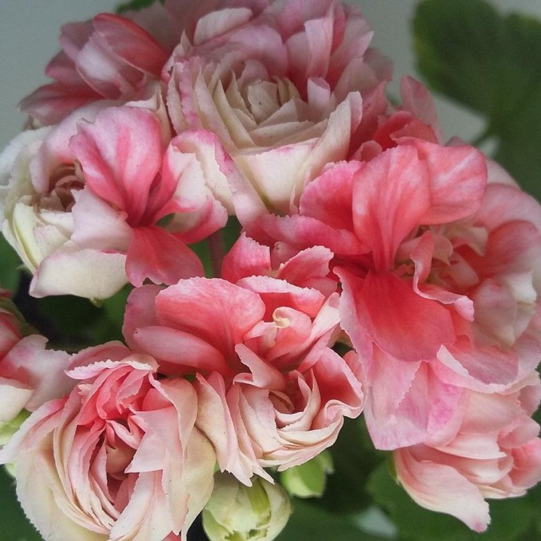 8. Пеларгония Denis р7