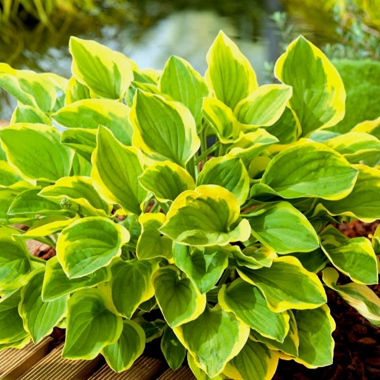 Хоста Golden Tiara р9/ОКС