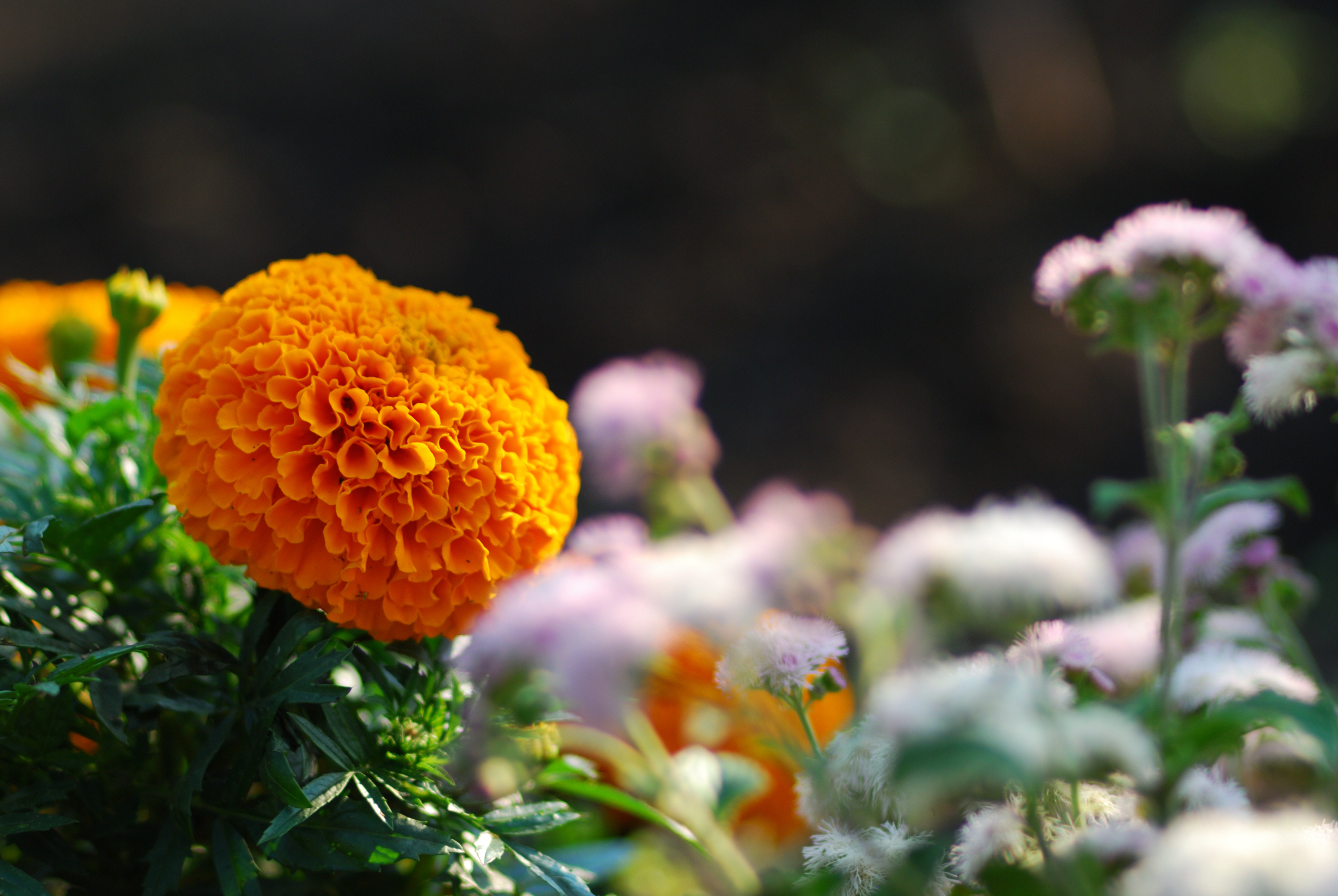 DSC_2215.JPG