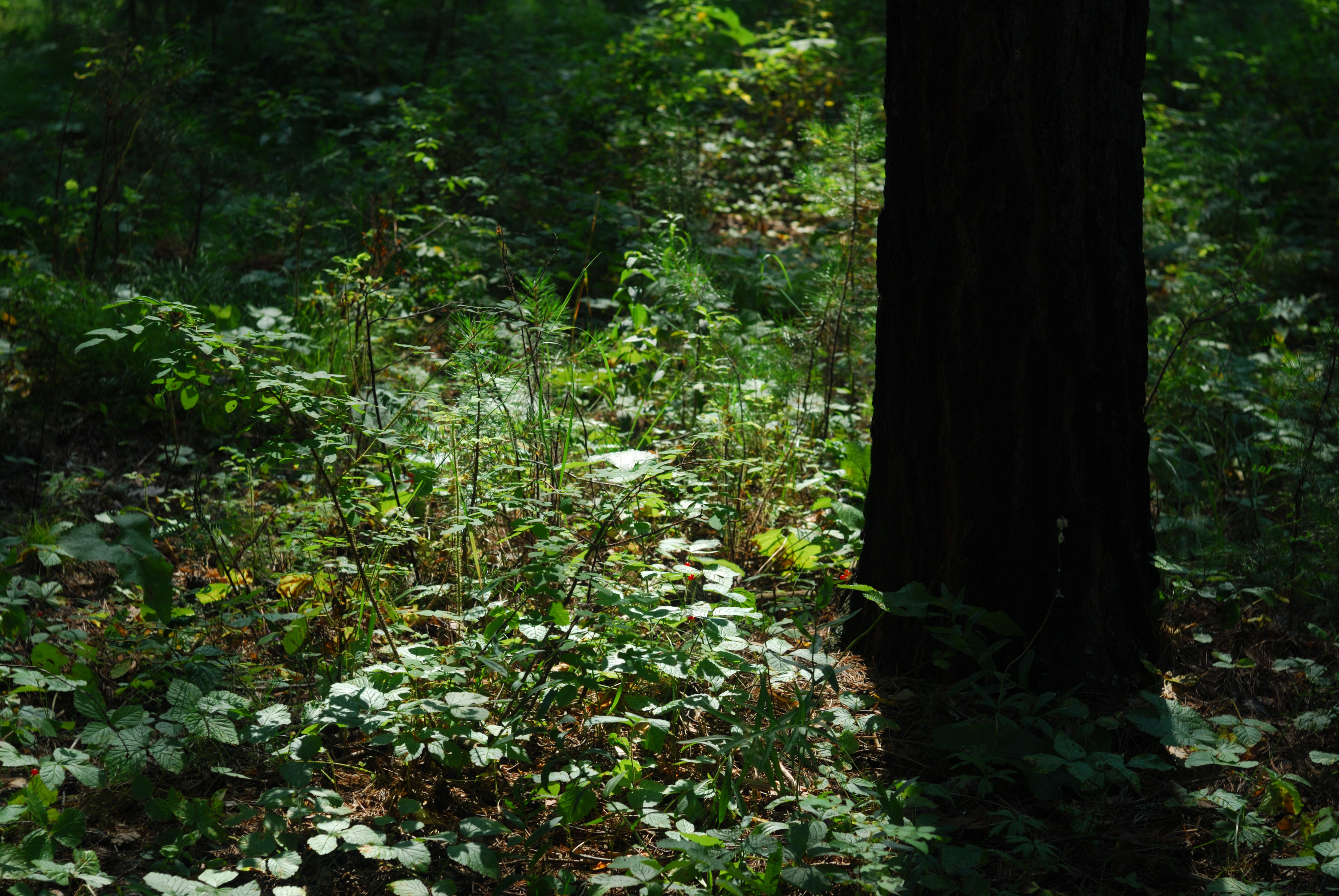 DSC_2067.JPG