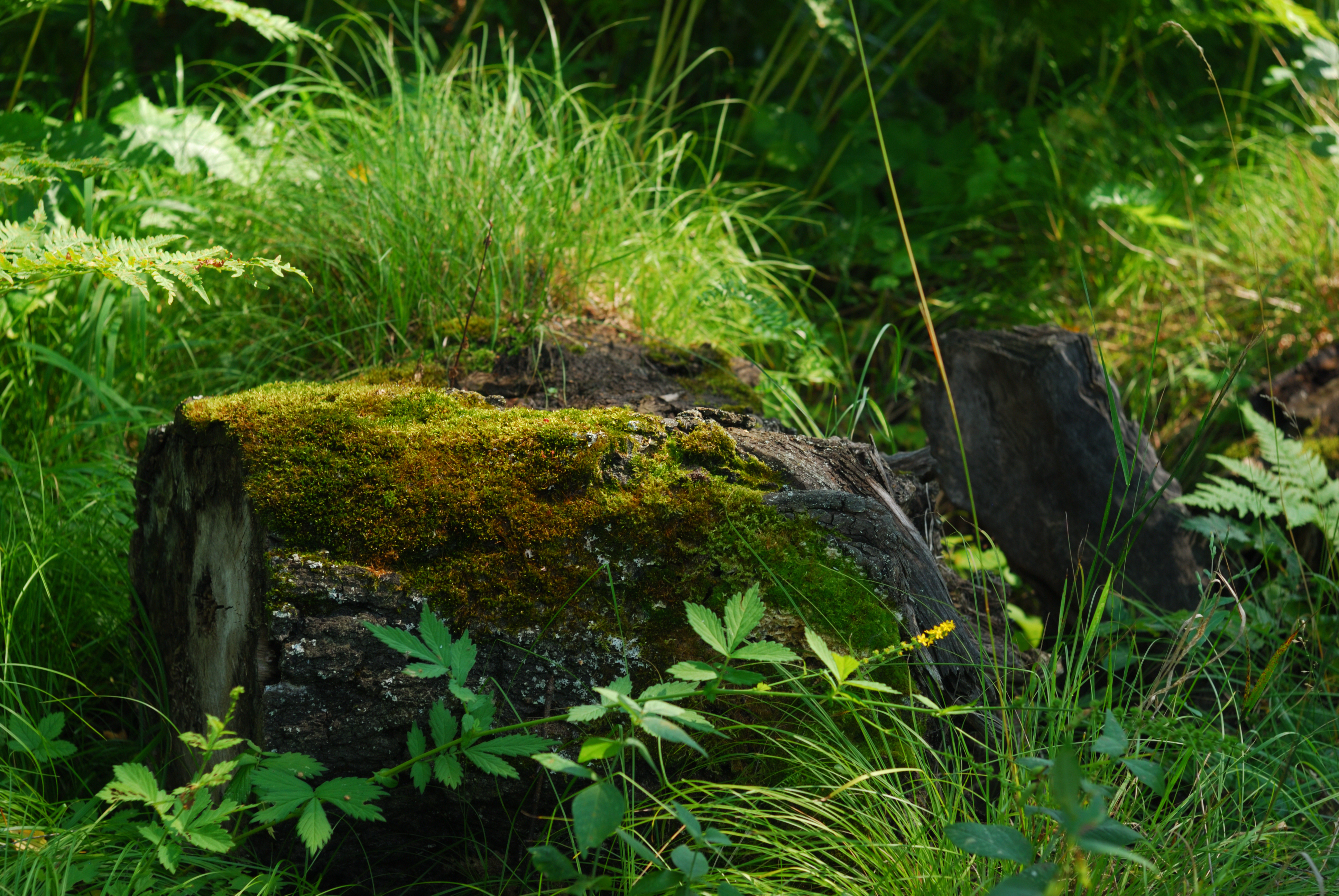 DSC_2095.JPG