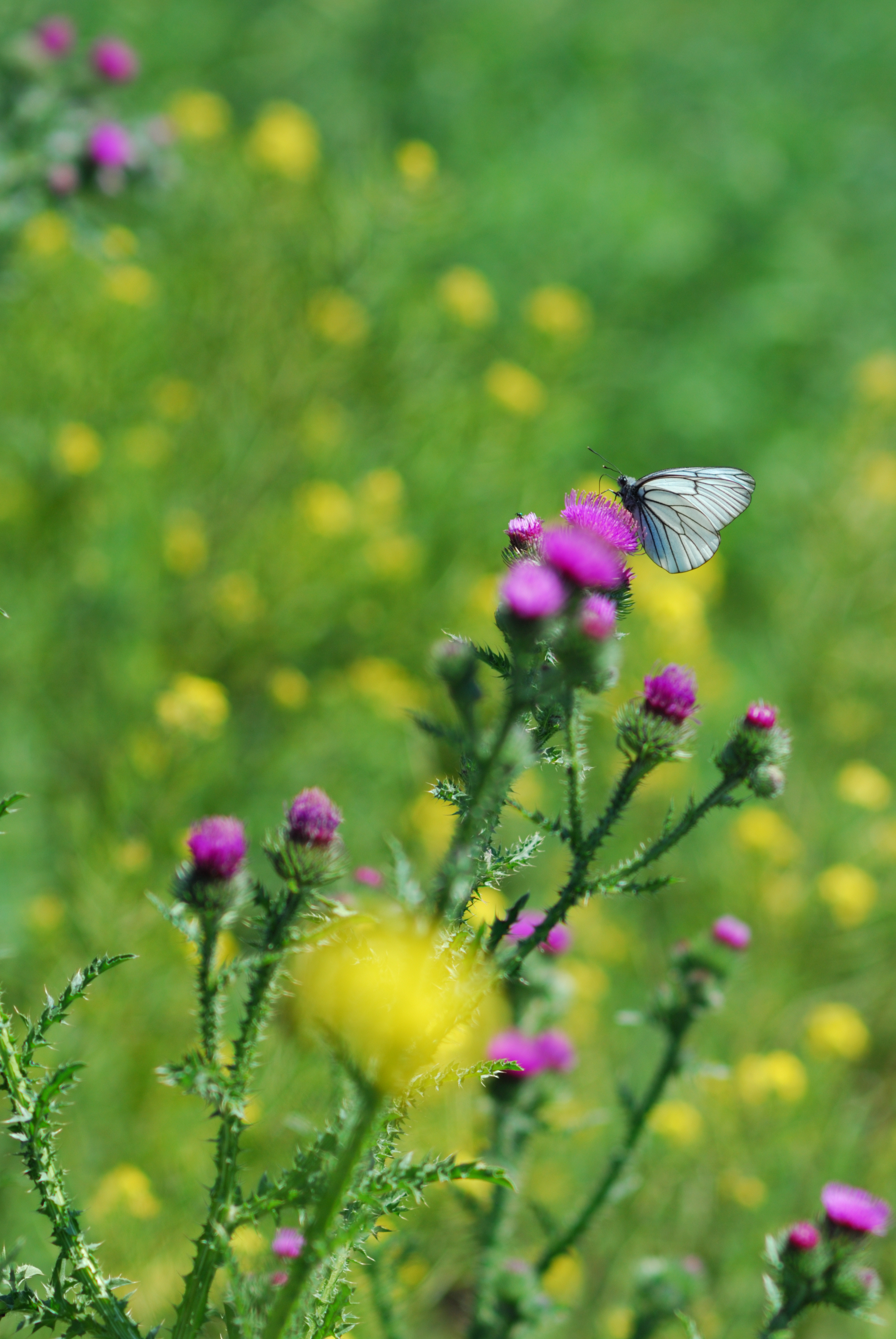 DSC_1524.JPG