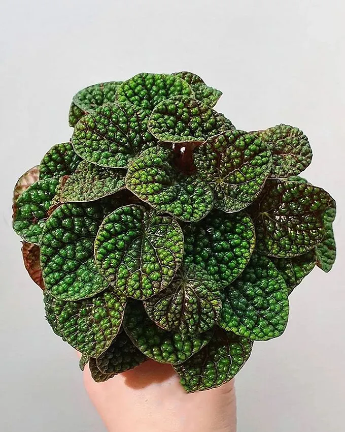 4. Пеперомия Green Buble р7 4. Пеперомия Green Buble р7