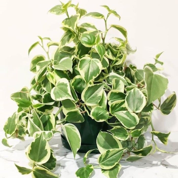 3. Пеперомия Scandens р7 3. Пеперомия Scandens р7